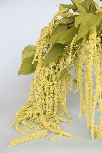 Hanging Amaranthus have lateral stems that hang low, covered in small, green fuzzy buds that hang.