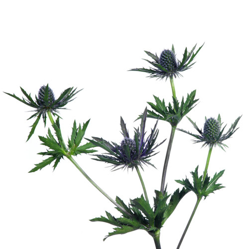 Blue Thistle has course, spiny, thorny, colored stems that grow 24-36” long. The leaves of the plant are blue-gray and are not parallel veined. Its distinctive snowflake-shaped bloom contains small steel blue, with a cone center.