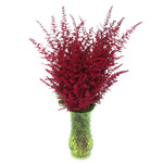 Astilbe - Red