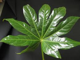 The large, multi-point leaf is sturdy and used as a base for arrangements.  bunches come in 10 stems..  