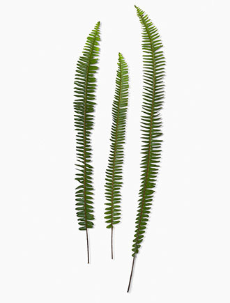With its elegant fronds and feathery form, this fern is ideal for arrangements and bouquets. Although similar to the Tree Fern, the Sword Fern is native to the Pacific Northwest and grows 1' to 6' long.
