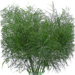Bushy in appearance, this green averages 15-22 inches in length and features delicate and airy foliage.