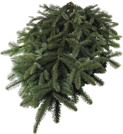 Hardy and fragrant, Noble Fir Tips are long lasting and are the most frequently used bough material.