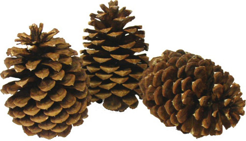 Jeffery Pine Cones are 6" to 8" long.