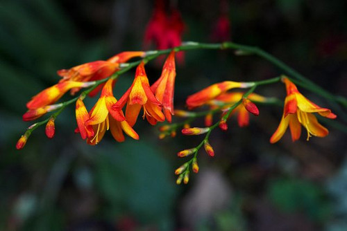 Mont Breetia is a filler flower either in yellow or red and is 10 stems per bunch 