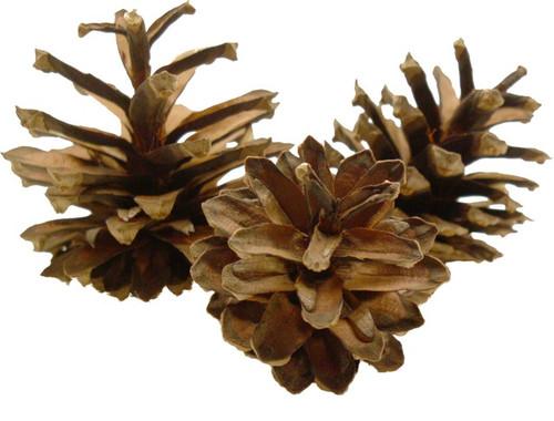 Lodgepole Pine Cones are 1" to 3" long.