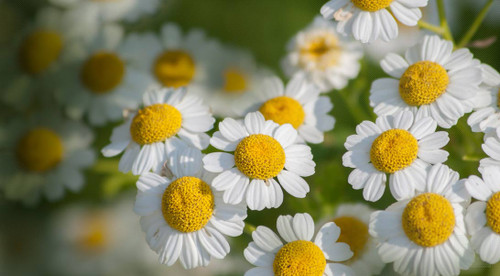 10-stem bunch of feverfew