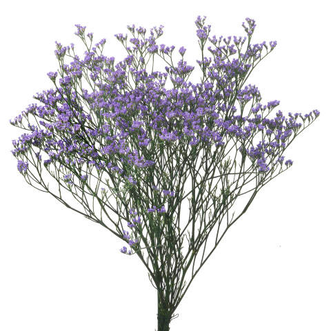 A lavender filler flower features branching heads of tiny light purple flowers.