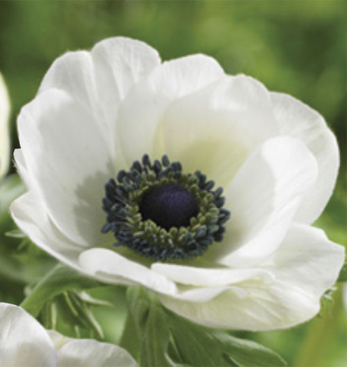 White Anemones have a circular shape, with droplet-shaped petals surrounding a fuzzy center.