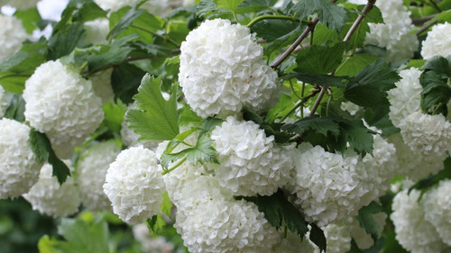 A bunch of viburnum flowers.
