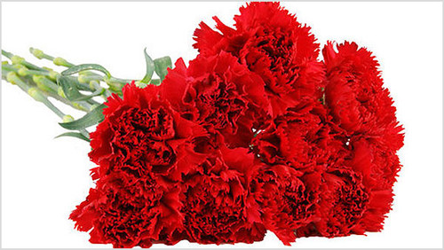 Red Select Carnations (350)