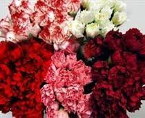 Cupid pack Mini carnations- red, white, pink, hot pink, lavender