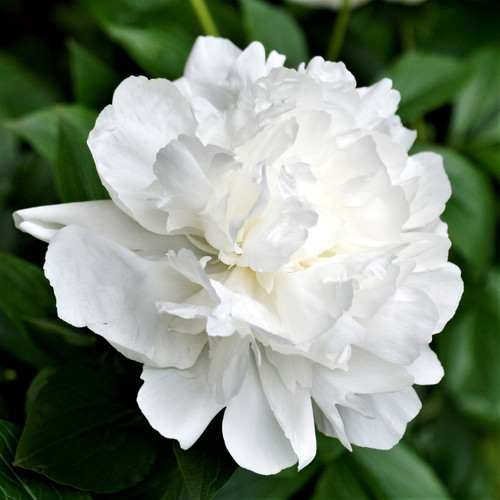 White Peony Flower is a stunning flower with a large, lush head. Numerous ruffled petals slowly unfurl to create a large cottony bloom packed 10 stems.
