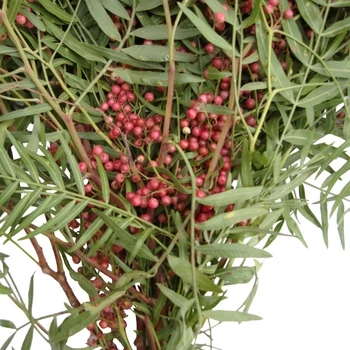Pepperberry