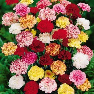 Select Assorted Queens Carnations @ 175