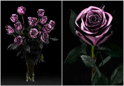 purple metallic are packaged in 25 stem bunches.