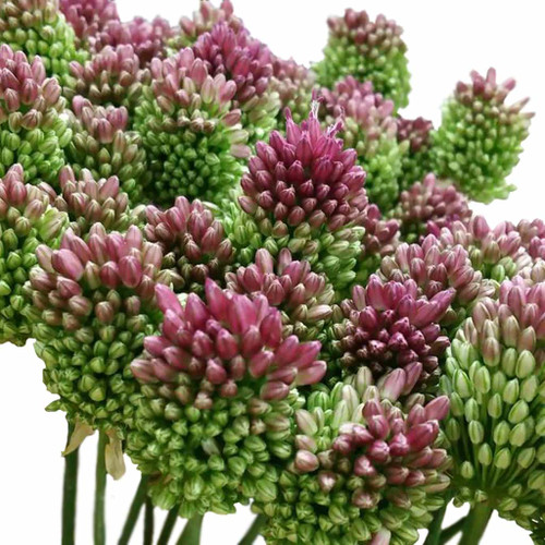 Allium are part of the onion family and consist of a thin stem topped by the green and purple bulb. There are 10 stems to a bunch.