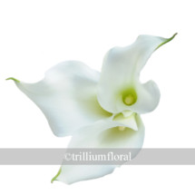 White Mini calla lilies are small, trumpet-shaped blooms; they have one large petal, which tapers off and curls to one side.  Bunches of 10 stems.