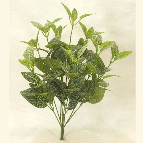 Fittonia Foliage Bush