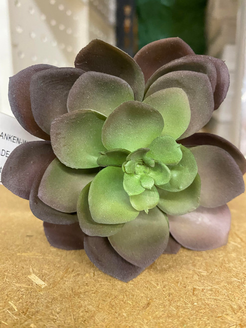 purple green hen & chick  succulent 