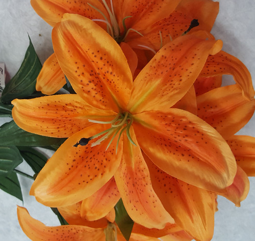 Tiger Lily Bush (x 7)