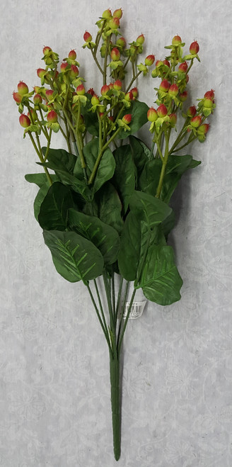 Hypericum Bush (x 9)