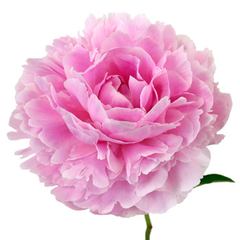 pink Peonies arrive in tight, ball-shaped buds, but quickly open into lush, cloud-shaped blooms packed 10 stems.