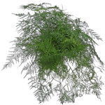 Each stem contains several branches of fern leaves, which resemble soft, short pine needles 