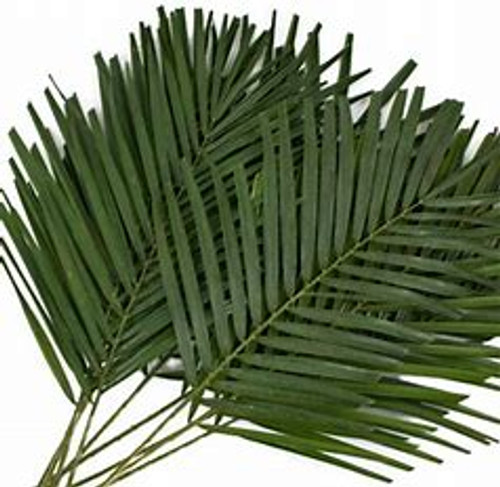 This palm is a small to medium sized, slow-growing slender tree The leaves are between 24-36 inches long, pinnate, with many leaflets arranged in a single plane.  They come 10 stems to a bunch.