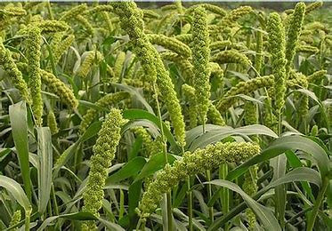 Millets are a group of highly variable small-seeded grasses.  Comes 10 stems to a bunch.