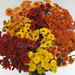 Fall Cushion, daisy, novelty pomps packed 7 stems to a bunch and 24 bunches to a box.

