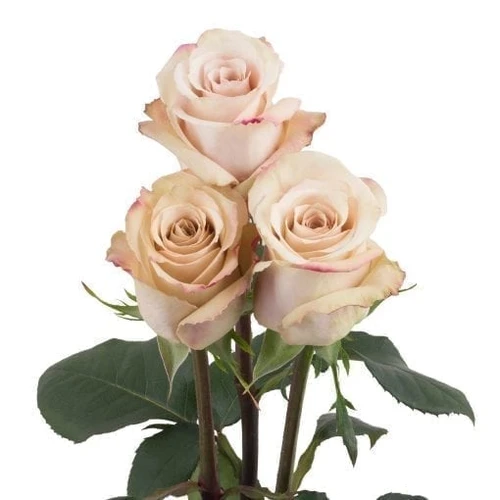 Quicksand - Rose