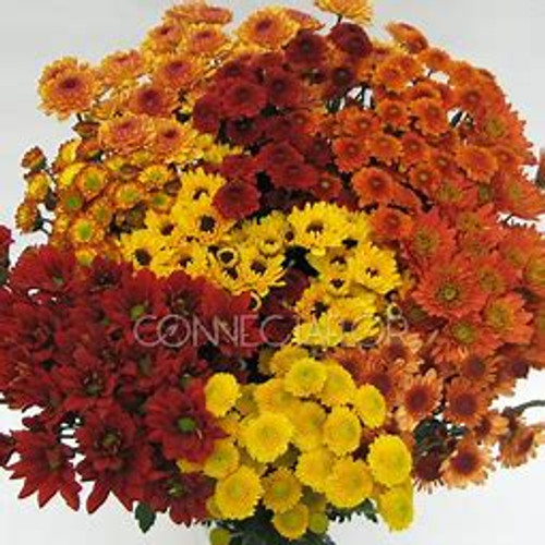 Fall Cushion, daisy, novelty pomps packed 7 stems to a bunch and 12 bunches to a box.
