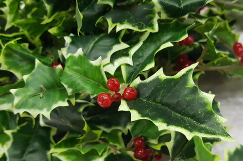 "Freshcut" Holly Bush