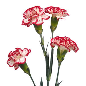 red and white mix mini carnation.