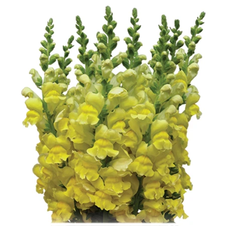 Canadian #1 Snaps sold at 5 bunches assorted Colors.