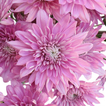 La lavender cushion has many heads on a stem and is packed 7 stems per bunch.