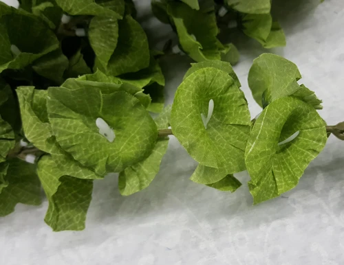 Bells of Ireland Bush