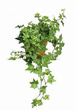 Ivy Plants