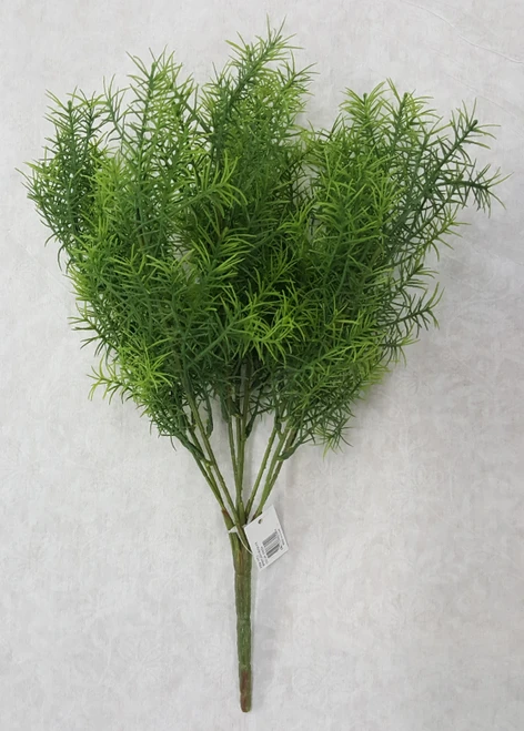17" Springerii Bush (x 9)