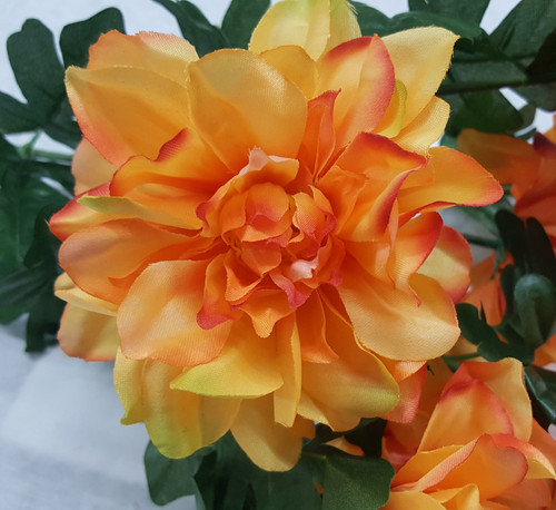 Dahlia Bush-PEACH