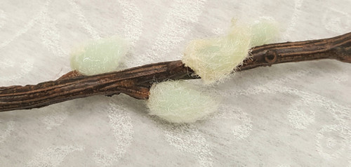 medium pussy willow stems packed 10 stems to a bunch approximately 16"-20"