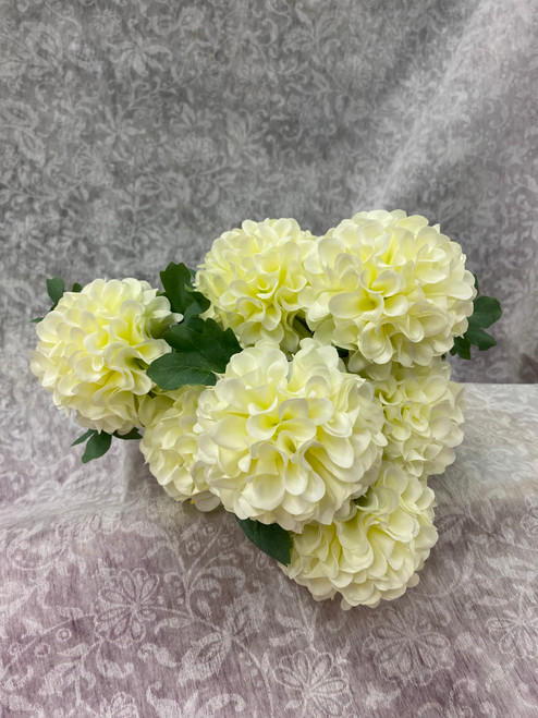 Pompom Dahlia Bush x 7 cream
