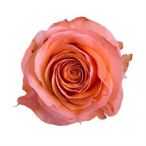 Coral Reef rose is a creamy orange-peach Rose is packed 25 stems per bunch.