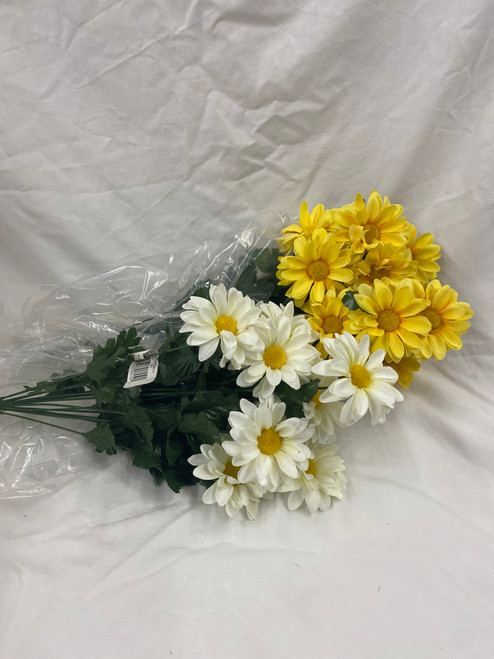 African Daisy Bush x 14