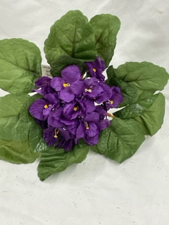 purple african violet bush