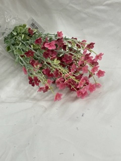 pink forget me not bush x11