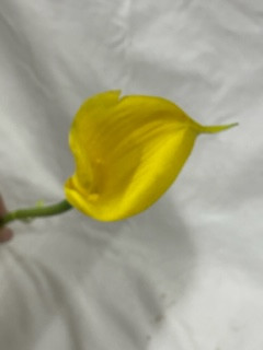 calalily's (green/yellow)