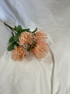 pincusion bushx5 (peach)