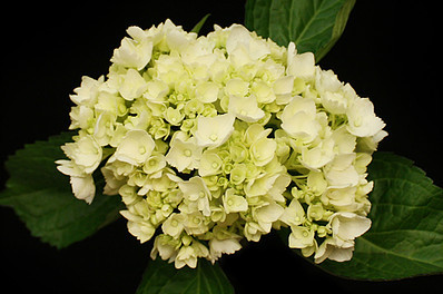 Mini Green Hydrangea Flowers. Hydrangeas have small, clover-shaped blooms that form a large focal flower.